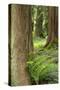 Issaquah, Washington State, USA. Western Redcedar tree trunks with western sword ferns.-Janet Horton-Stretched Canvas