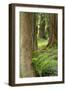 Issaquah, Washington State, USA. Western Redcedar tree trunks with western sword ferns.-Janet Horton-Framed Photographic Print