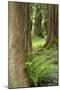 Issaquah, Washington State, USA. Western Redcedar tree trunks with western sword ferns.-Janet Horton-Mounted Photographic Print