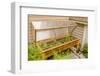 Issaquah, Washington State, USA. Wood greenhouse with a polycarbonate cover and grow lights.-Janet Horton-Framed Photographic Print