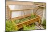 Issaquah, Washington State, USA. Wood greenhouse with a polycarbonate cover and grow lights.-Janet Horton-Mounted Photographic Print