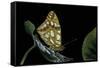 Issoria Lathonia (Queen of Spain Fritillary)-Paul Starosta-Framed Stretched Canvas