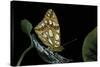 Issoria Lathonia (Queen of Spain Fritillary)-Paul Starosta-Stretched Canvas