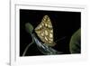 Issoria Lathonia (Queen of Spain Fritillary)-Paul Starosta-Framed Photographic Print