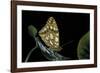 Issoria Lathonia (Queen of Spain Fritillary)-Paul Starosta-Framed Photographic Print