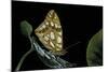 Issoria Lathonia (Queen of Spain Fritillary)-Paul Starosta-Mounted Photographic Print