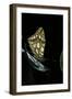 Issoria Lathonia (Queen of Spain Fritillary)-Paul Starosta-Framed Photographic Print