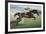 Istabraq at Cheltenham II-Susan Crawford-Framed Giclee Print