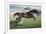 Istabraq at Cheltenham II-Susan Crawford-Framed Premium Giclee Print