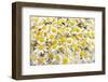 Istanbul, Turkey. Close-up of Chamomile flowers.-Julien McRoberts-Framed Photographic Print