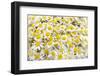 Istanbul, Turkey. Close-up of Chamomile flowers.-Julien McRoberts-Framed Photographic Print