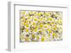 Istanbul, Turkey. Close-up of Chamomile flowers.-Julien McRoberts-Framed Photographic Print