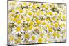 Istanbul, Turkey. Close-up of Chamomile flowers.-Julien McRoberts-Mounted Photographic Print