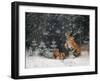 It is snowing-Michaela Firesova-Framed Photographic Print