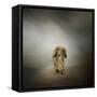 It's Showtime Baby Red Dachshund Dog-Jai Johnson-Framed Stretched Canvas