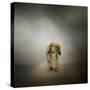 It's Showtime Baby Red Dachshund Dog-Jai Johnson-Stretched Canvas