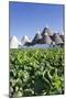 Italia, Italy, Apulia, Puglia, Bari district. Itria Valley. Alberobello. Typical trulli in the Mont-Francesco Iacobelli-Mounted Photographic Print