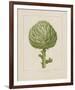 Italian Artichoke-Basilius Besler-Framed Giclee Print