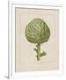 Italian Artichoke-Basilius Besler-Framed Giclee Print