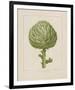 Italian Artichoke-Basilius Besler-Framed Giclee Print