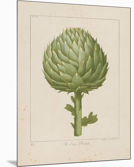 Italian Artichoke-Basilius Besler-Mounted Giclee Print