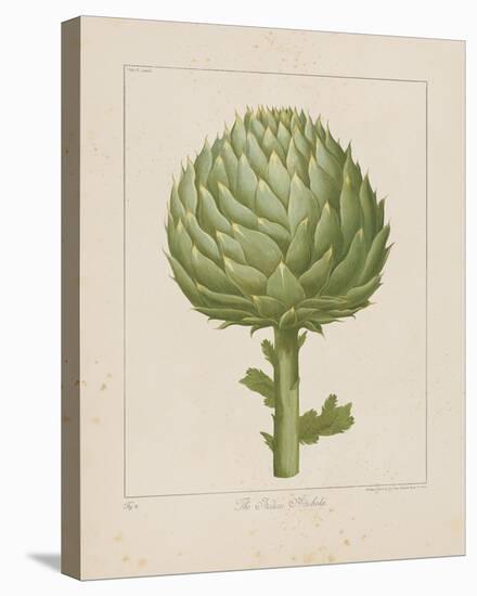 Italian Artichoke-Basil Besler-Stretched Canvas