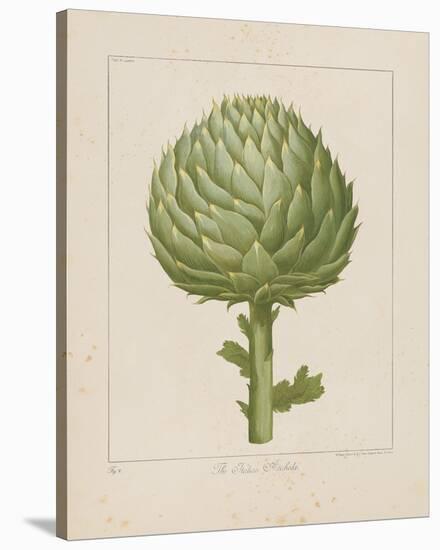 Italian Artichoke-Basil Besler-Stretched Canvas