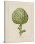 Italian Artichoke-Basilius Besler-Stretched Canvas