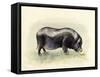 Italian Black Pig-Alison Cooper-Framed Stretched Canvas