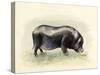 Italian Black Pig-Alison Cooper-Stretched Canvas