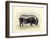 Italian Black Pig-Alison Cooper-Framed Giclee Print