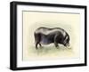 Italian Black Pig-Alison Cooper-Framed Giclee Print
