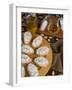 Italian Cakes, Ricciarelli of Siena, Tuscany, Italy, Europe-Tondini Nico-Framed Photographic Print