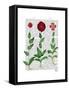 Italian Carnation 2-Fab Funky-Framed Stretched Canvas