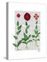 Italian Carnation 2-Fab Funky-Stretched Canvas
