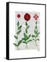 Italian Carnation 2-Fab Funky-Framed Stretched Canvas