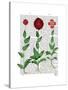 Italian Carnation 2-Fab Funky-Stretched Canvas