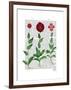 Italian Carnation 2-Fab Funky-Framed Art Print