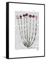 Italian Carnation 4-Fab Funky-Framed Stretched Canvas