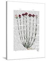 Italian Carnation 4-Fab Funky-Stretched Canvas