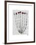 Italian Carnation 4-Fab Funky-Framed Art Print