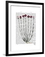 Italian Carnation 4-Fab Funky-Framed Art Print