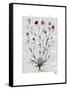 Italian Carnation 5-Fab Funky-Framed Stretched Canvas