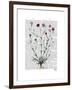 Italian Carnation 5-Fab Funky-Framed Art Print