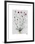 Italian Carnation 5-Fab Funky-Framed Art Print