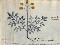 Cod. CCXXXVII Artemisia, Medicinal Plant from a 'Herbarium Apuleii Platonicii'-Italian-Giclee Print