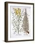 Italian Cypress and Spanish Broom, from 'Hortus Eystettensis', by Basil Besler (1561-1629), Pub. 16-German School-Framed Giclee Print