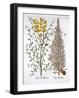 Italian Cypress and Spanish Broom, from 'Hortus Eystettensis', by Basil Besler (1561-1629), Pub. 16-German School-Framed Giclee Print