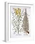 Italian Cypress and Spanish Broom, from 'Hortus Eystettensis', by Basil Besler (1561-1629), Pub. 16-German School-Framed Giclee Print