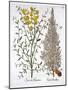 Italian Cypress and Spanish Broom, from 'Hortus Eystettensis', by Basil Besler (1561-1629), Pub. 16-German School-Mounted Giclee Print